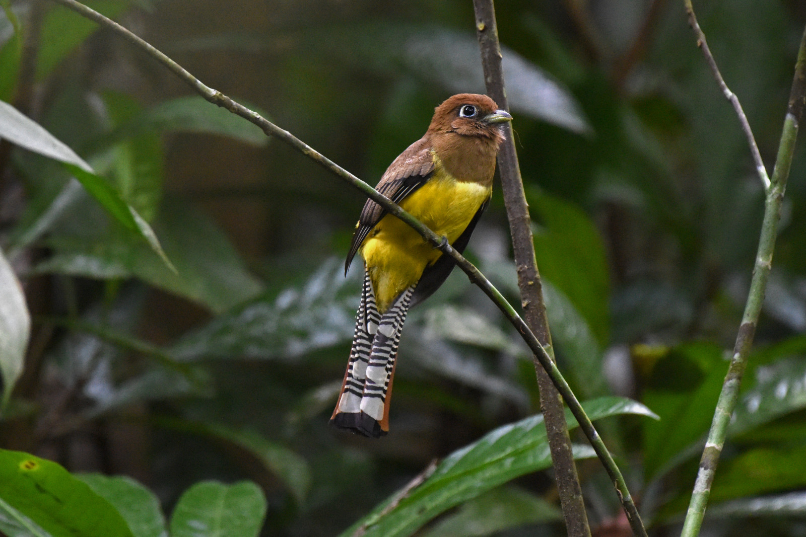 image Black-throated Trogon